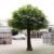 Large Artificial Banyan Tree