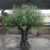 Realistic Artificial Olive Tree