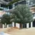 uv-resistant-artificial-olive-tree-outdoor-decoration