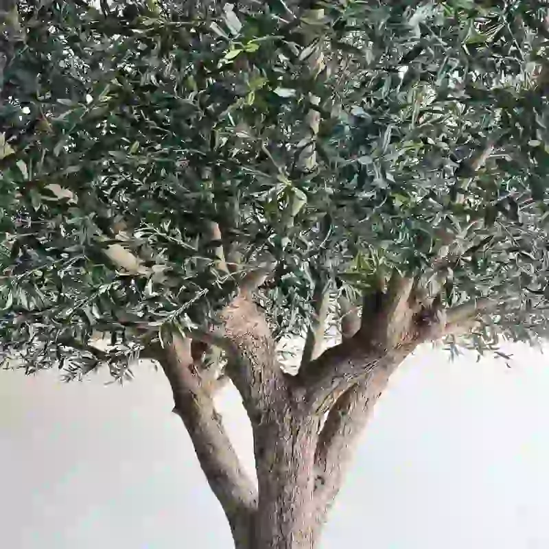 artificial-olive-tree-natural-texture-fiberglass-trunk