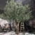 realistic-large-artificial-olive-tree-for-commercial-space