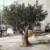 mediterranean-style-artificial-olive-tree-decoration
