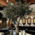 mediterranean-artificial-olive-tree-restaurant-decoration