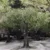 natural-branch-structure-artificial-olive-tree
