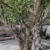 realistic-artificial-olive-tree-fiberglass-trunk-texture