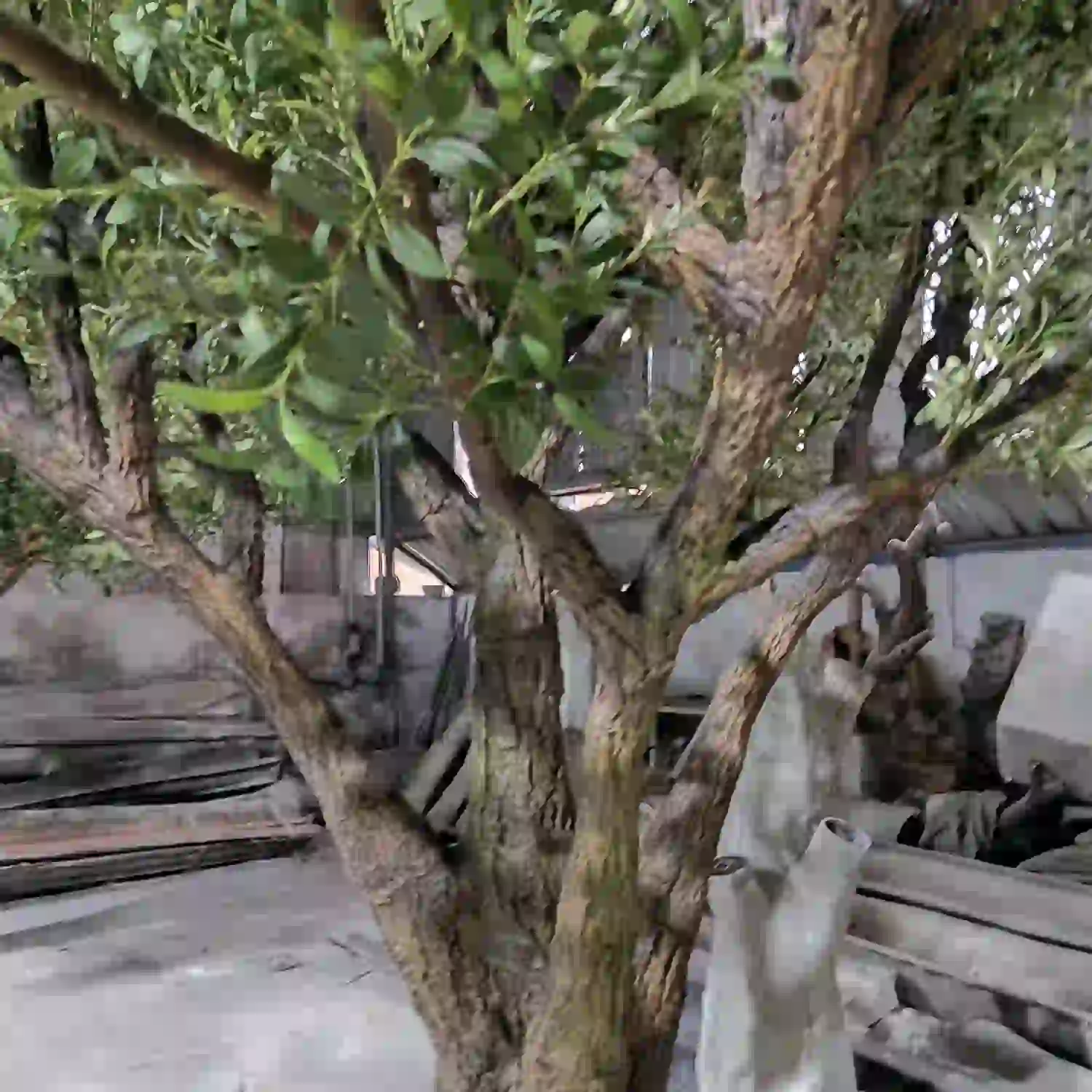 realistic-artificial-olive-tree-fiberglass-trunk-texture
