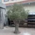 Natural branch structure of artificial olive tree
