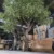 extra-large-artificial-olive-tree-landscaping-project