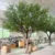 large-artificial-olive-tree-luxury-villa-garden