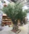 realistic-artificial-olive-tree-fiberglass-trunk-texture