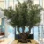 mediterranean artificial olive tree