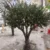 2.5m-Mediterranean artificial olive tree for restaurant