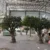 Mediterranean artificial olive tree for indoor decoration